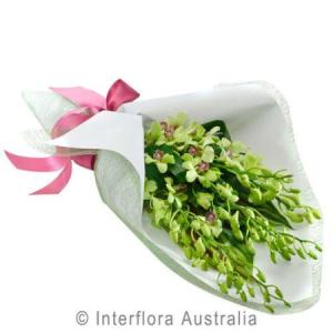 Spray of Orchids — Flower Bud and Co